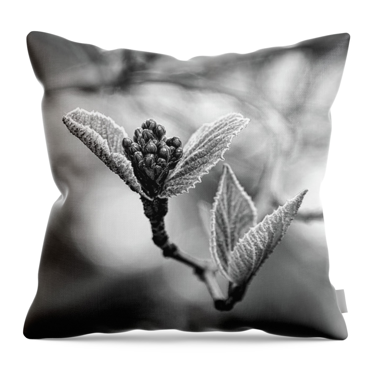 Black And White Throw Pillow featuring the photograph Spring In The Branches Black And White by Sharon McConnell