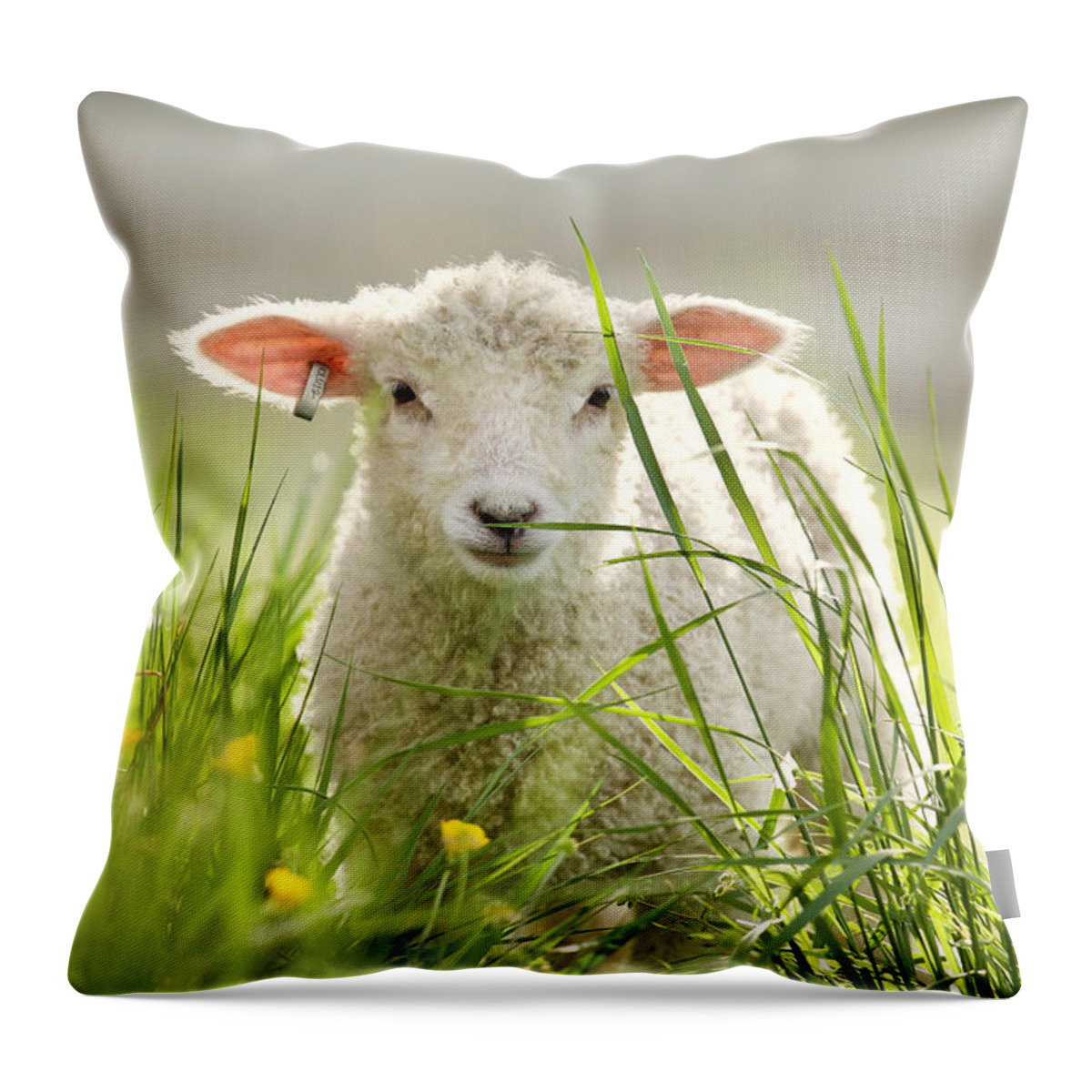 Lamb Throw Pillow featuring the photograph Spring Lamb by Rachel Morrison