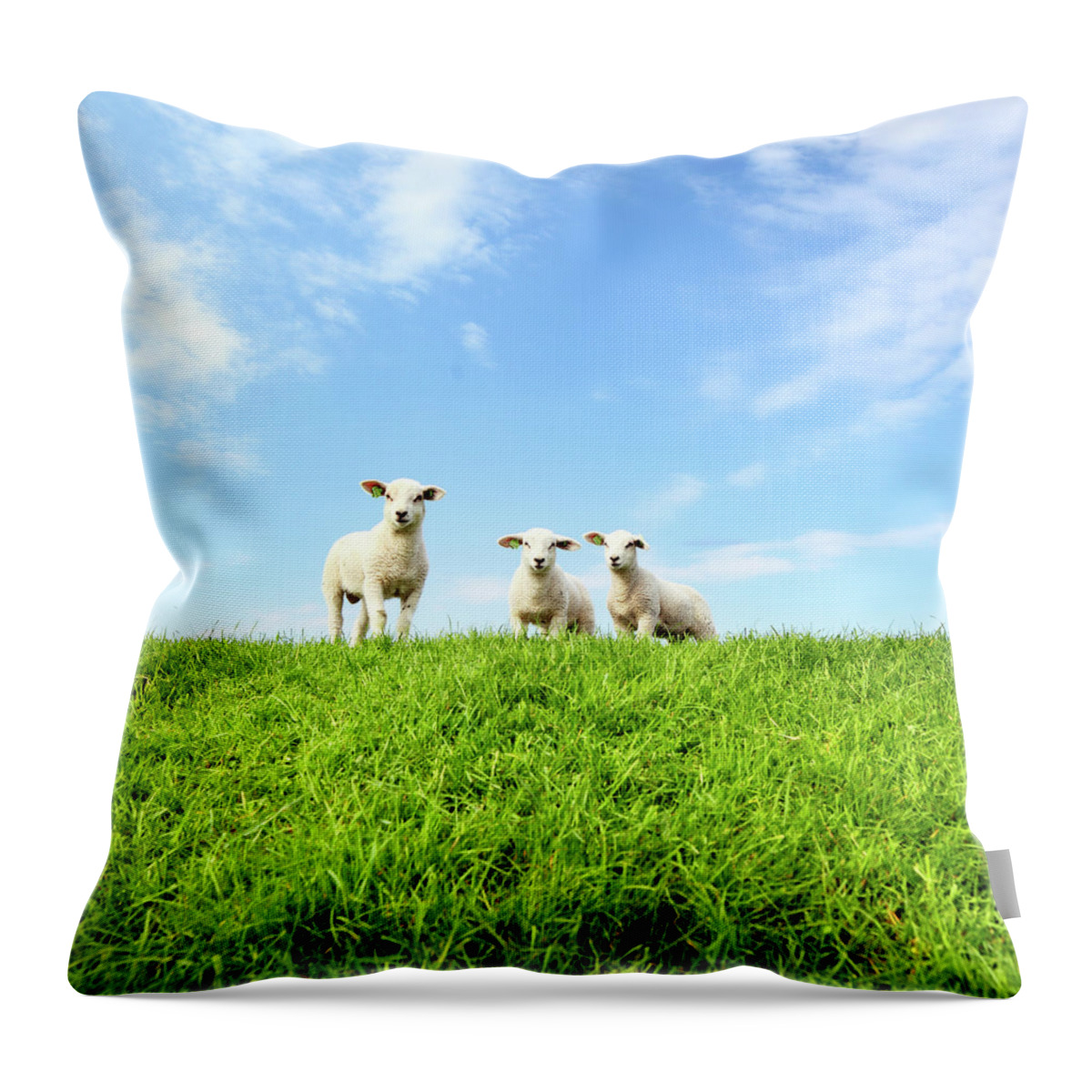 Grass Throw Pillow featuring the photograph Spring Lambs by Marceltb