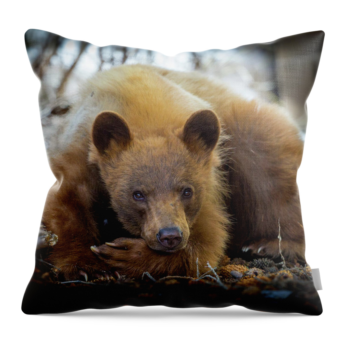 Bear Throw Pillow featuring the photograph Spring Slumber by Kevin Dietrich