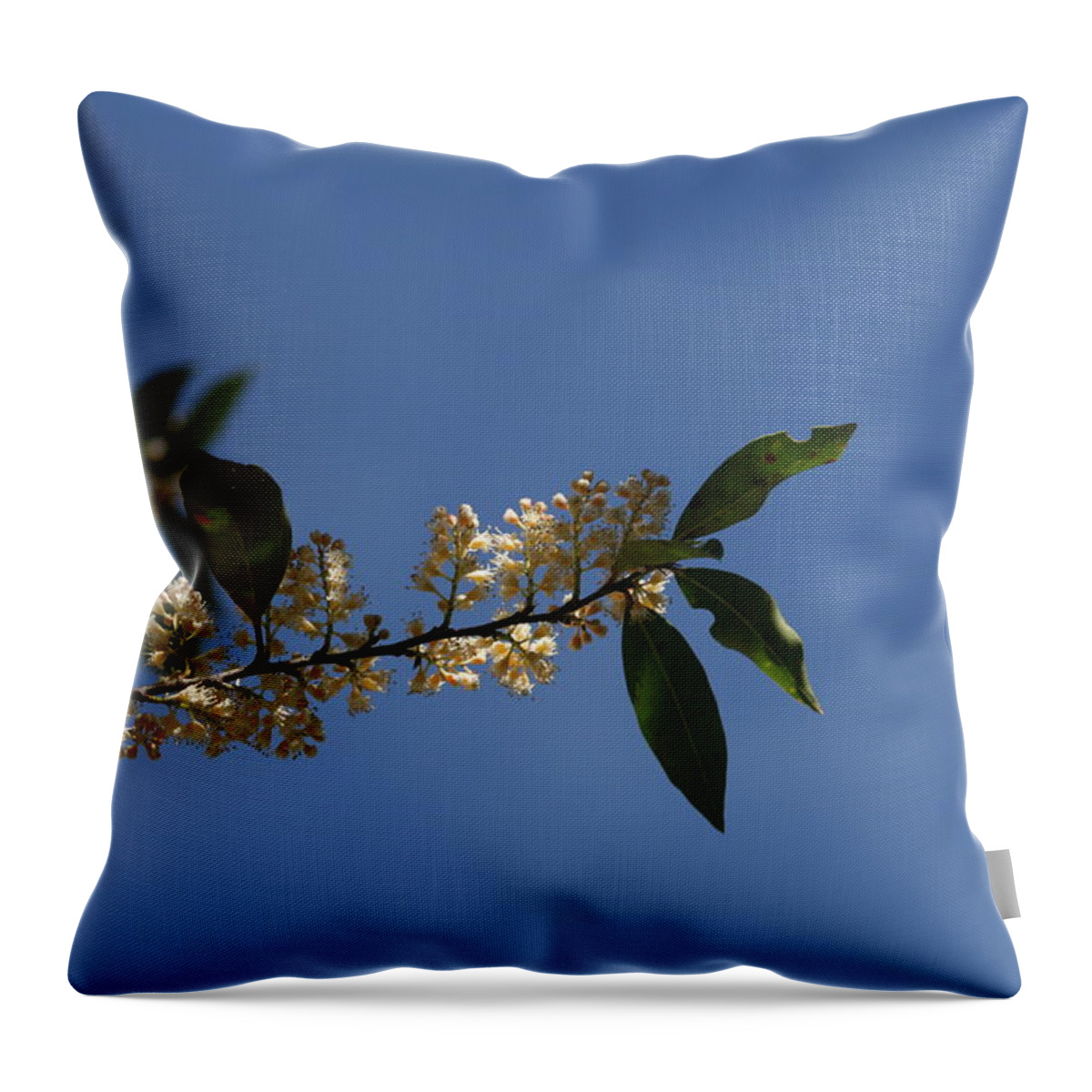 Flowers Throw Pillow featuring the photograph Springtime 2019 by Cathy Harper