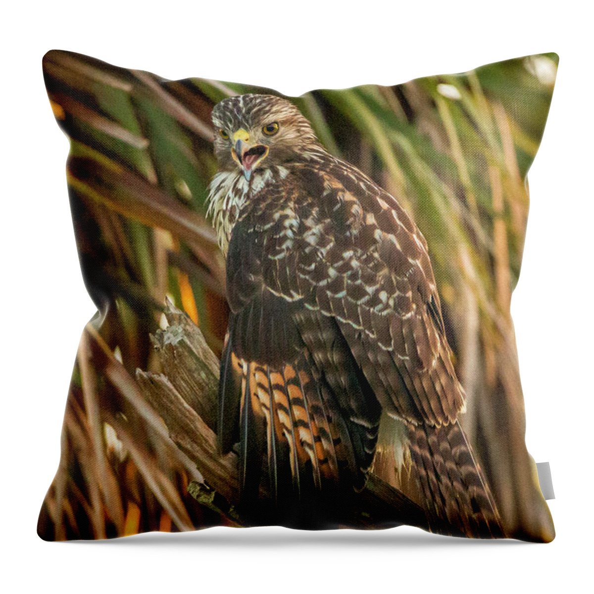 Hawk Throw Pillow featuring the photograph Squawk Hawk by Tom Claud