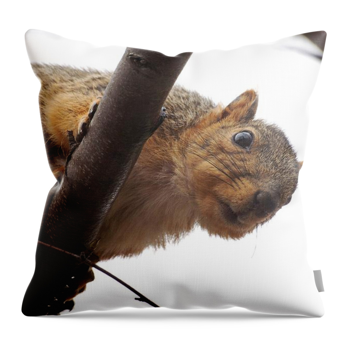 Fox Squirrel Throw Pillow featuring the photograph Squirrel Underbelly by Don Northup
