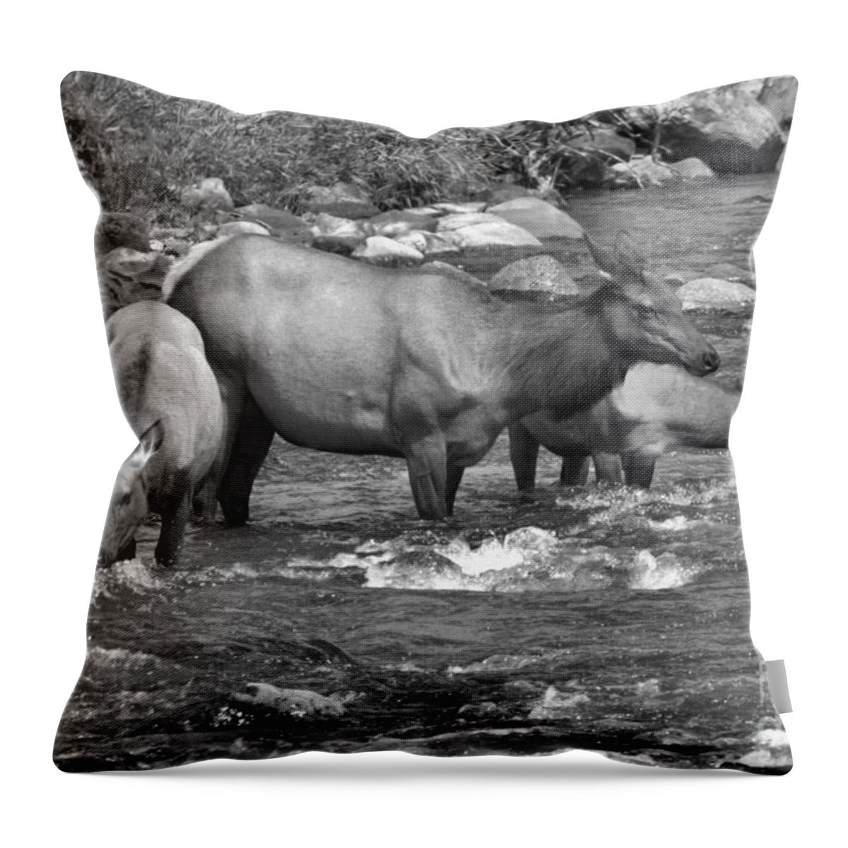 Elk Throw Pillow featuring the photograph Standing In The Gardiner River Black And White by Adam Jewell