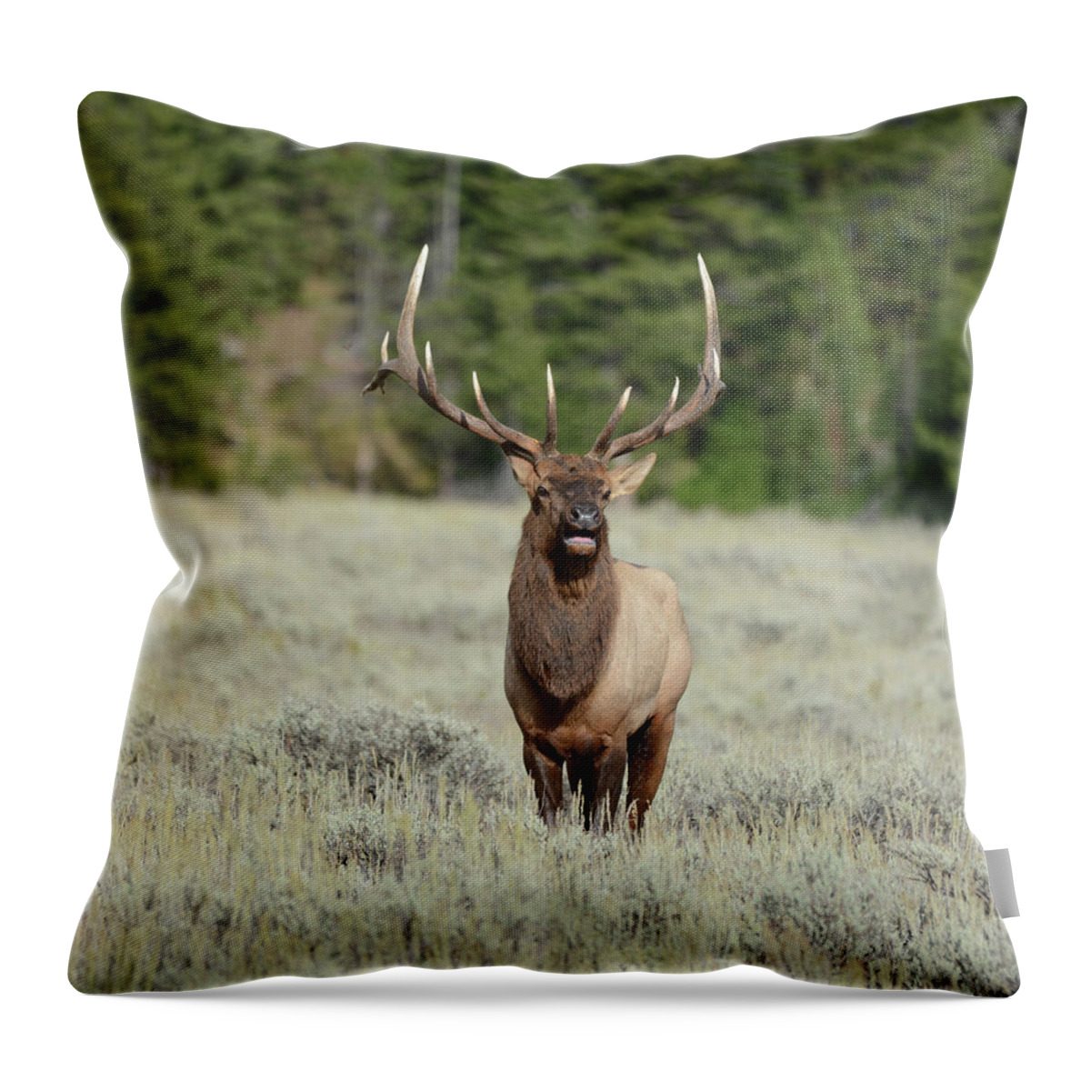 Bull Throw Pillow featuring the photograph Standing Proud by Whispering Peaks Photography