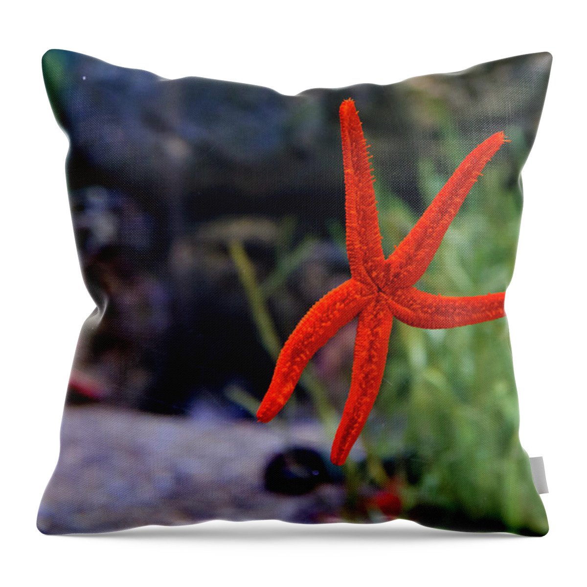 Underwater Throw Pillow featuring the photograph Starfish by Albano Photography