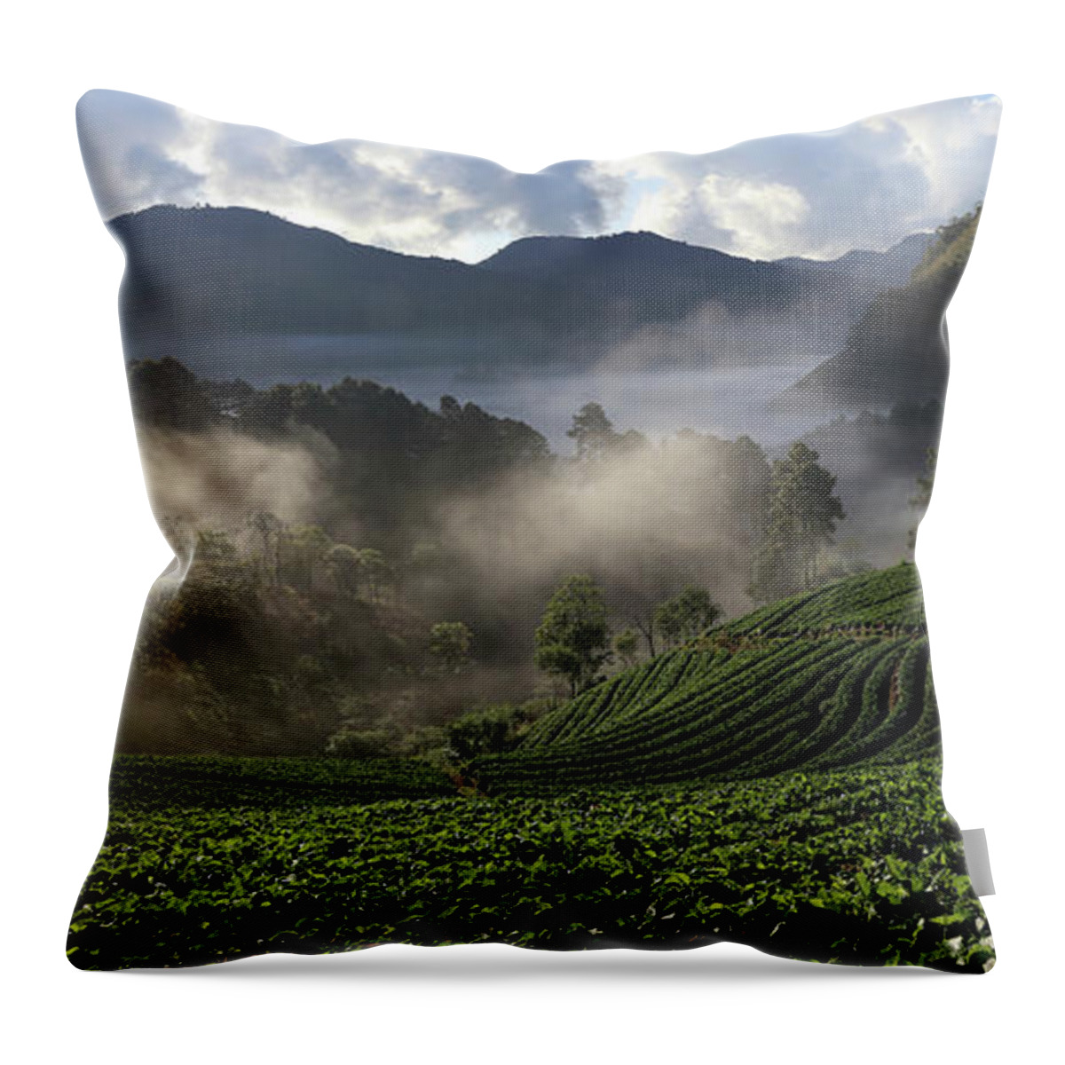 Tranquility Throw Pillow featuring the photograph Strawberry Field by Athit Perawongmetha