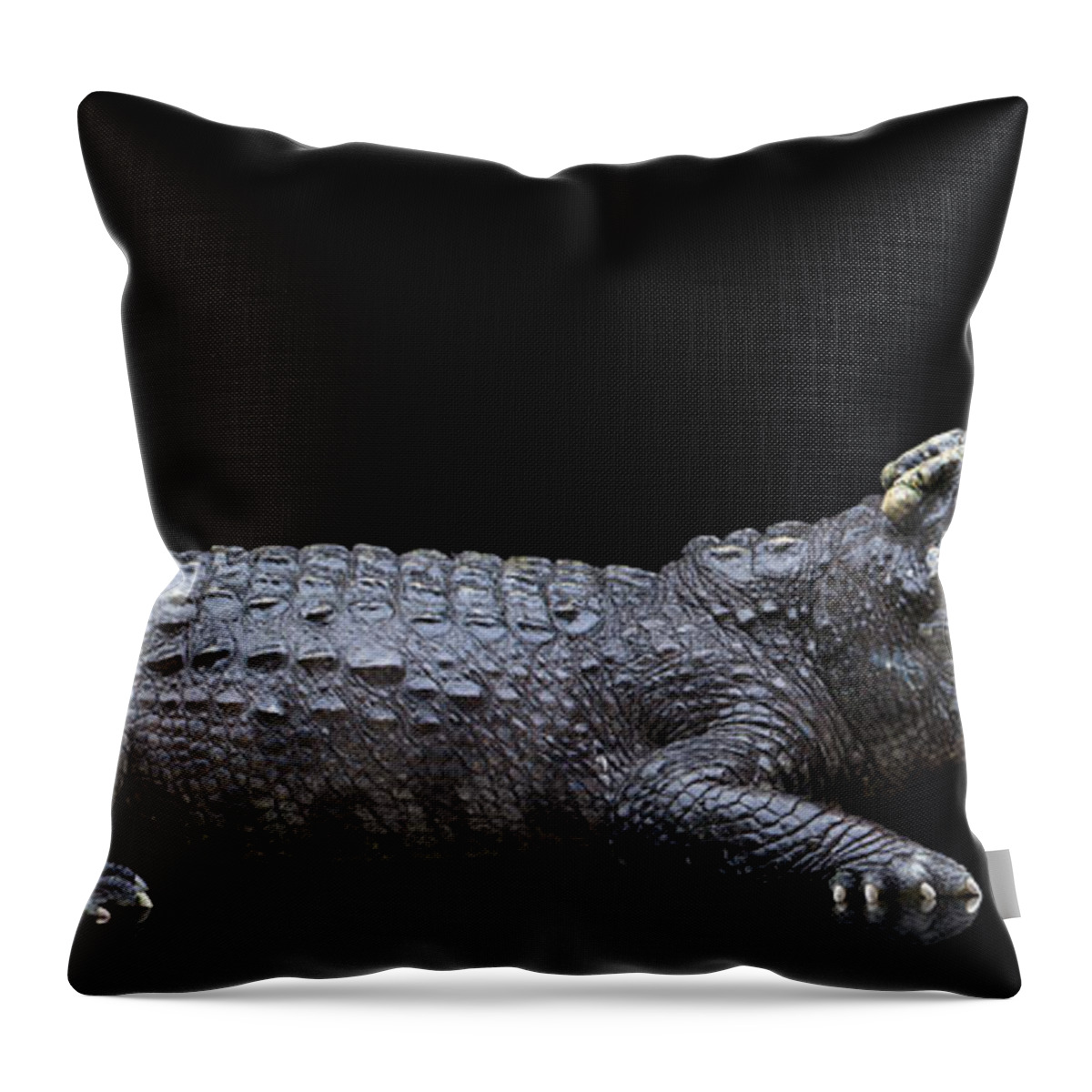 Risk Throw Pillow featuring the photograph Studio Photos Of Crocodiles Profile On by John Lund