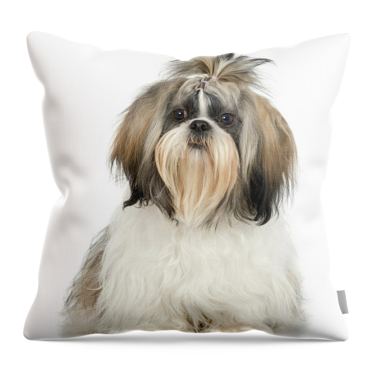 Pets Throw Pillow featuring the photograph Studio Portrait Of Shih Tzu Dog by Jupiterimages