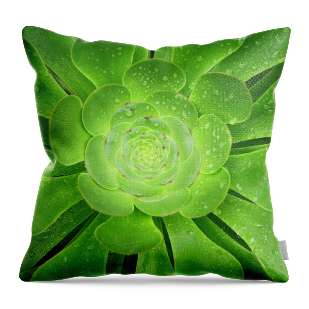 Outdoors Throw Pillow featuring the photograph Succulent Aeonium Undulatum Splashed by Liz Whitaker