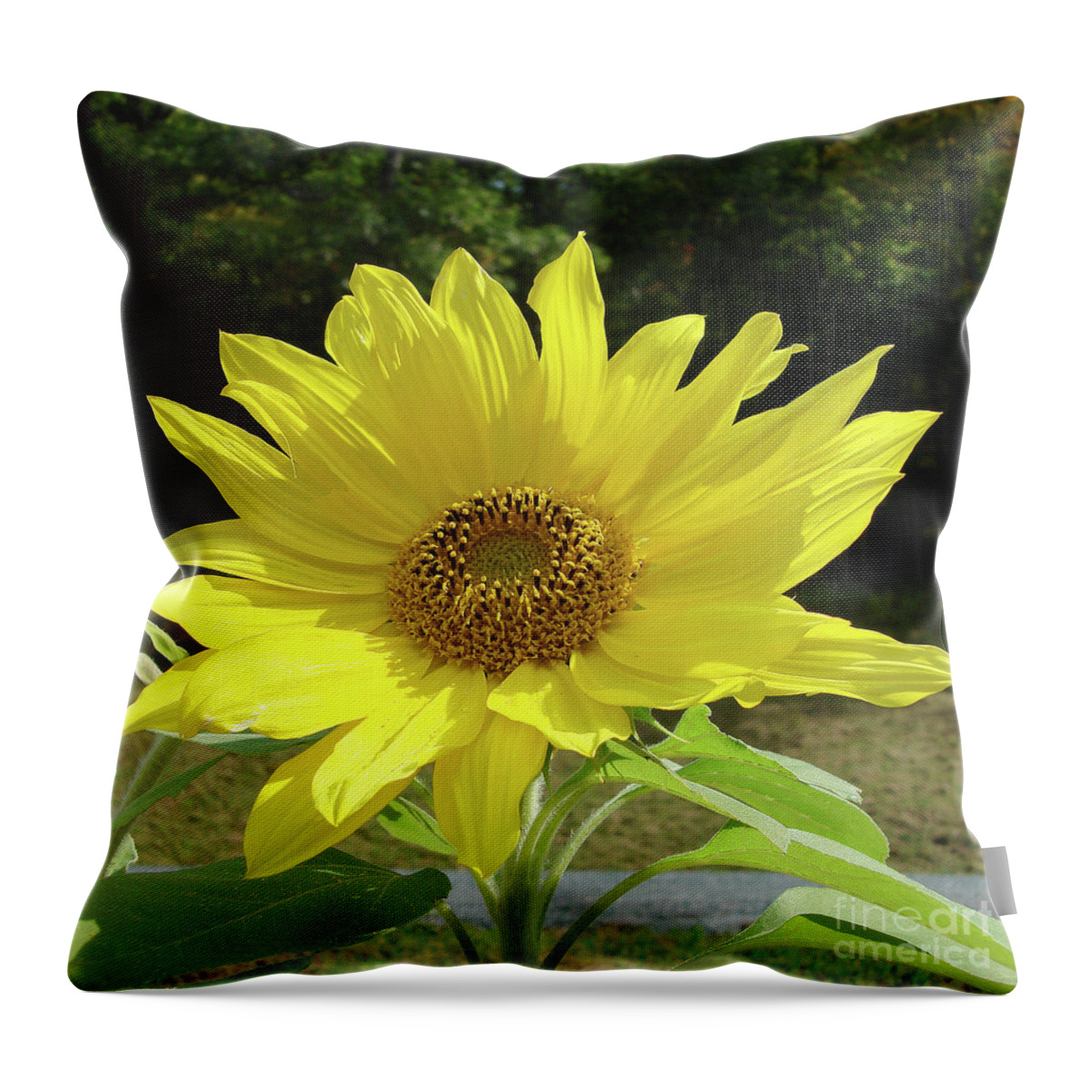 Sunflower Throw Pillow featuring the photograph Sunflower 33 by Amy E Fraser