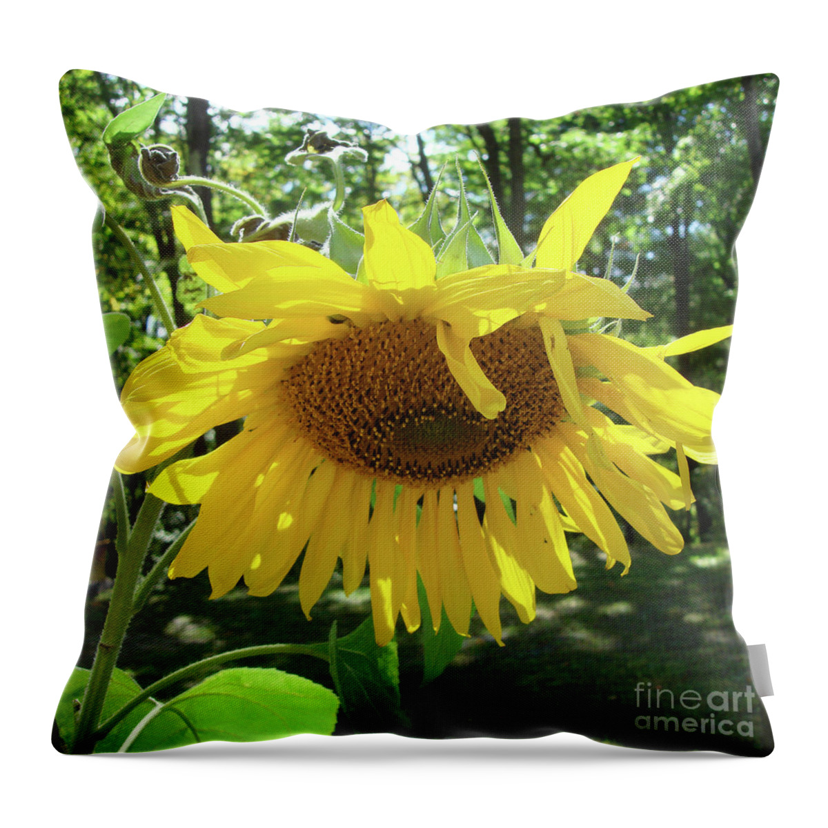 Sunflower Throw Pillow featuring the photograph Sunflower 8 by Amy E Fraser