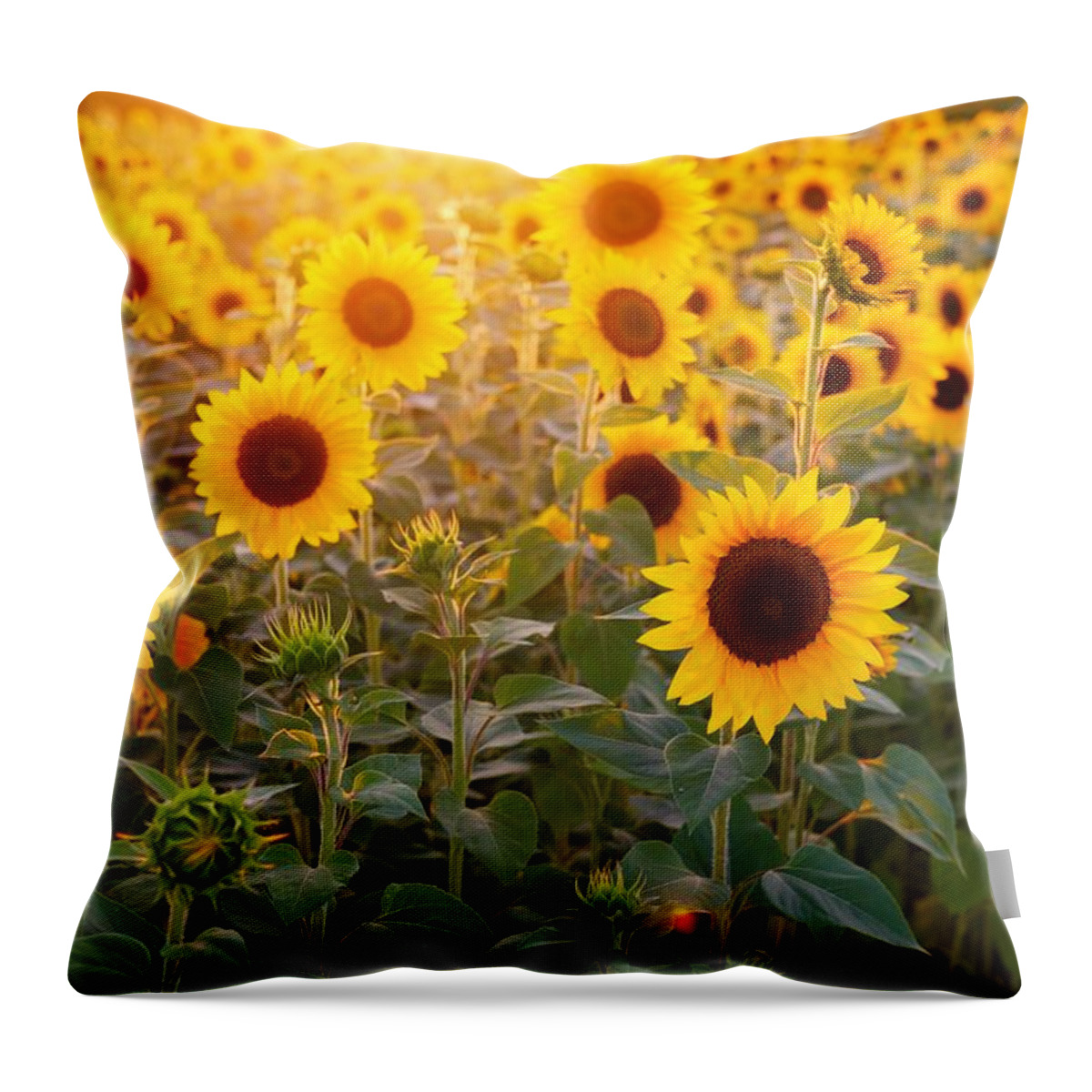 Flower Throw Pillow featuring the photograph Sunflowers field by Top Wallpapers