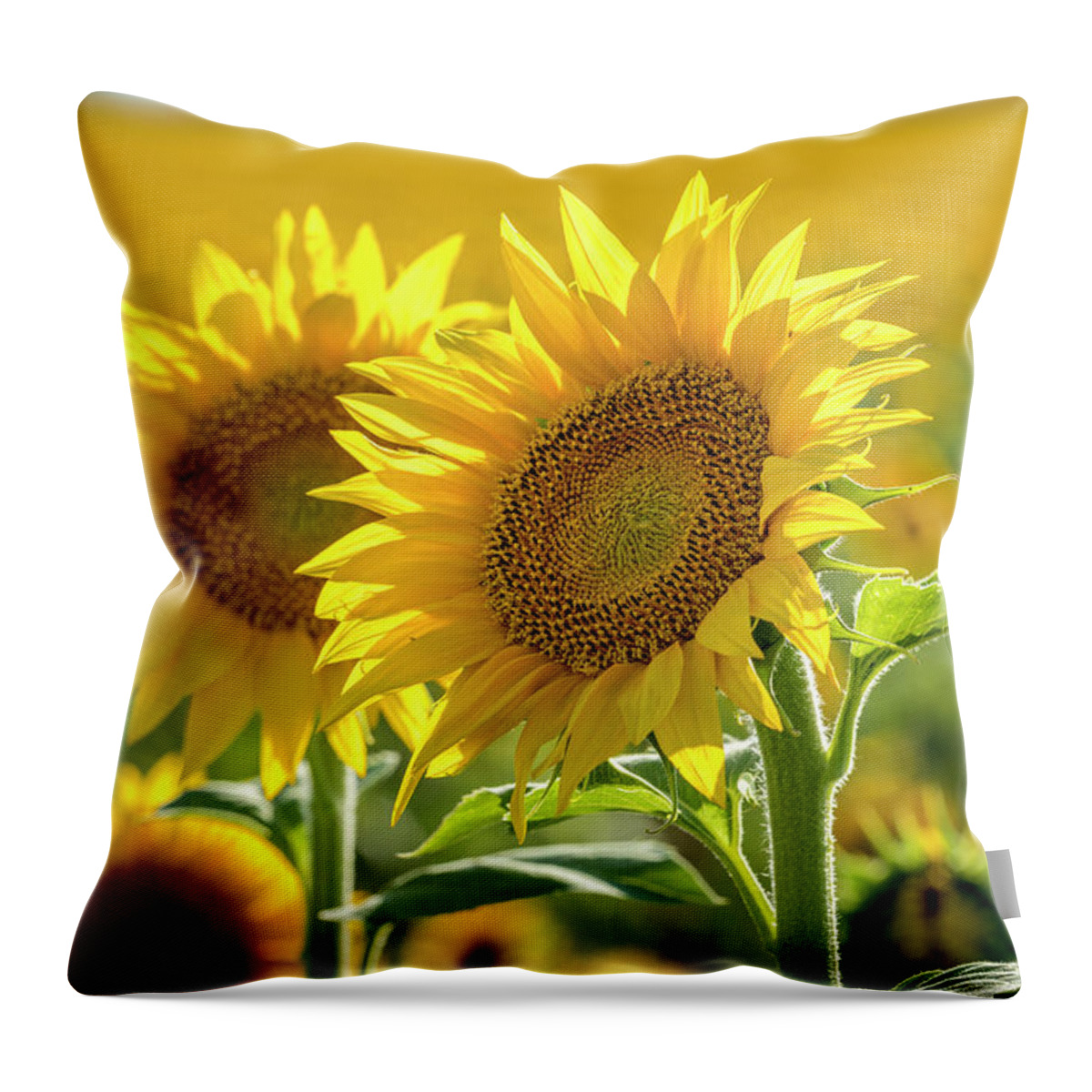 Colorado Throw Pillow featuring the photograph Sunny Afternoon Sunflower by Teri Virbickis