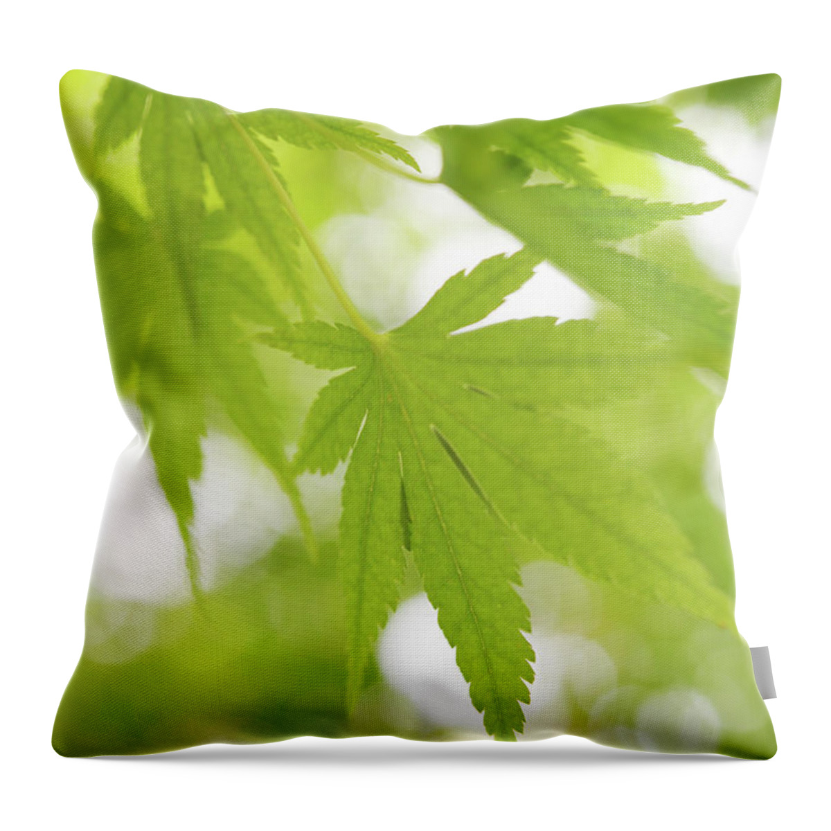 Jenny Rainbow Fine Art Photography Throw Pillow featuring the photograph Sunny Leaves Of Japanese Maple 3 by Jenny Rainbow