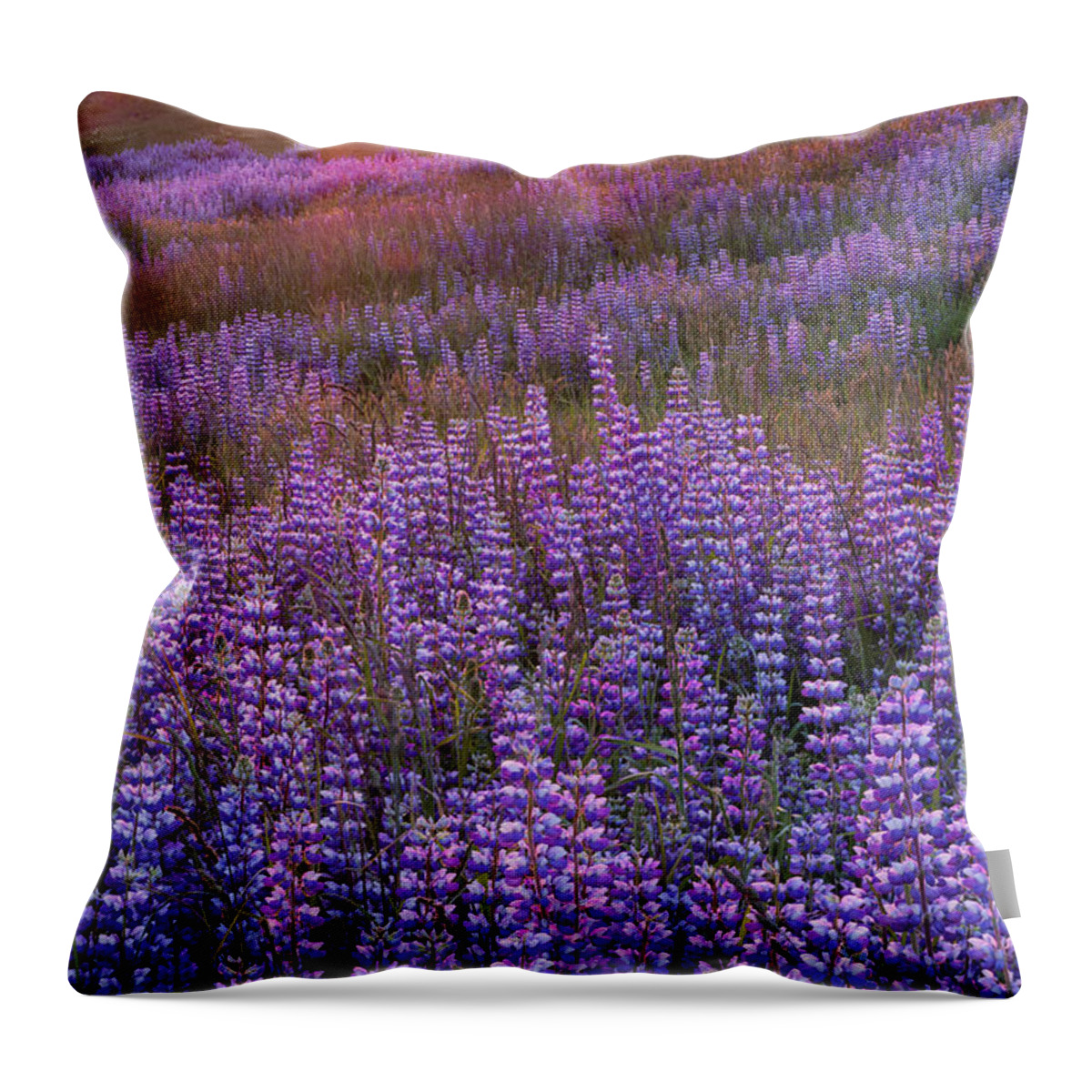 Jeff Foott Throw Pillow featuring the photograph Sunset Lupine In Redwood Natl Park by Jeff Foott