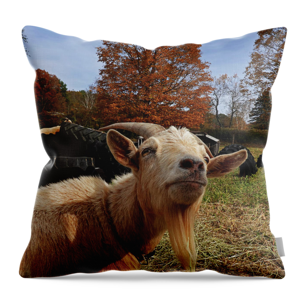 Vermont Throw Pillow featuring the photograph Sup goat by Toby McGuire