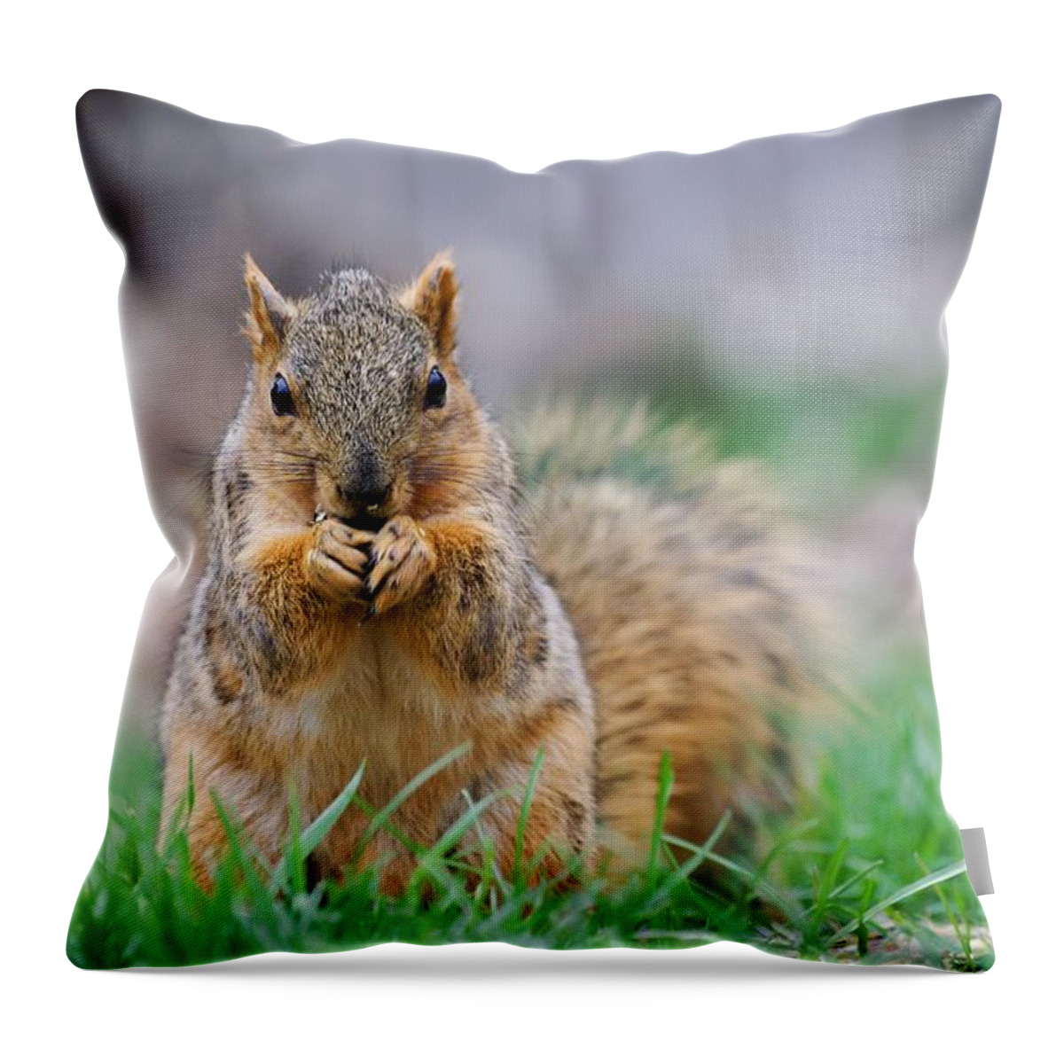 Fox Squirrel Throw Pillow featuring the photograph Super Cute Fox Squirrel by Don Northup