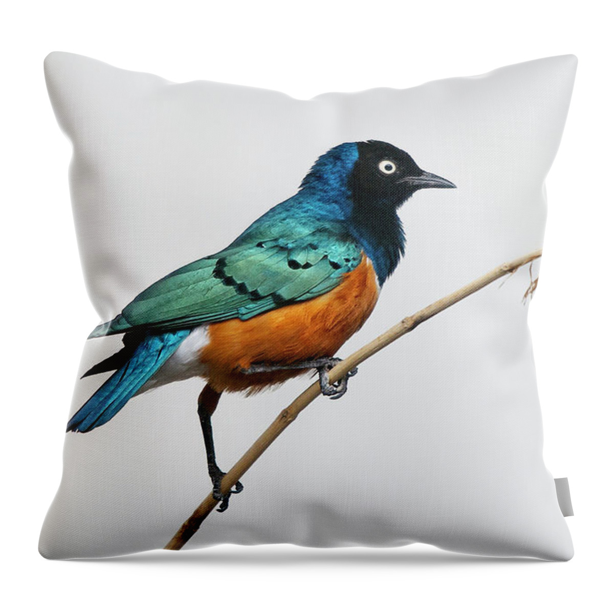 White Background Throw Pillow featuring the photograph Superb Starling by Ryan Courson Photography