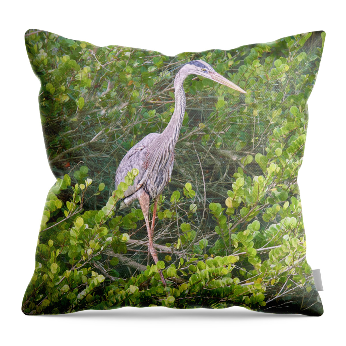 Birds Throw Pillow featuring the photograph Surrounded by Judy Kay