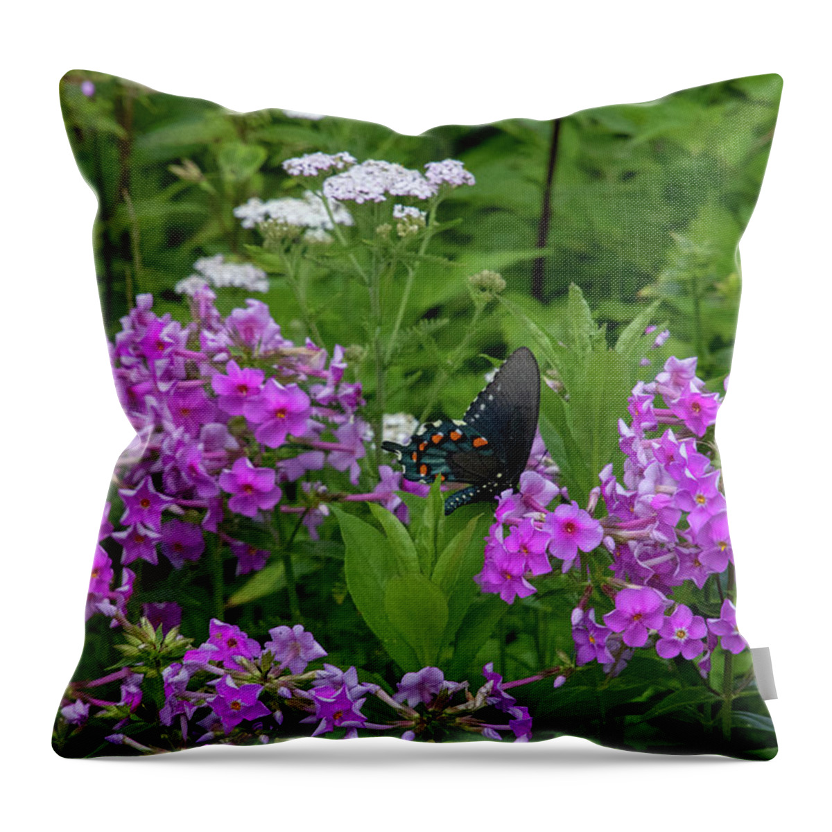 Butterfly Throw Pillow featuring the photograph Swallowtail Butterfly by Natural Vista Photo
