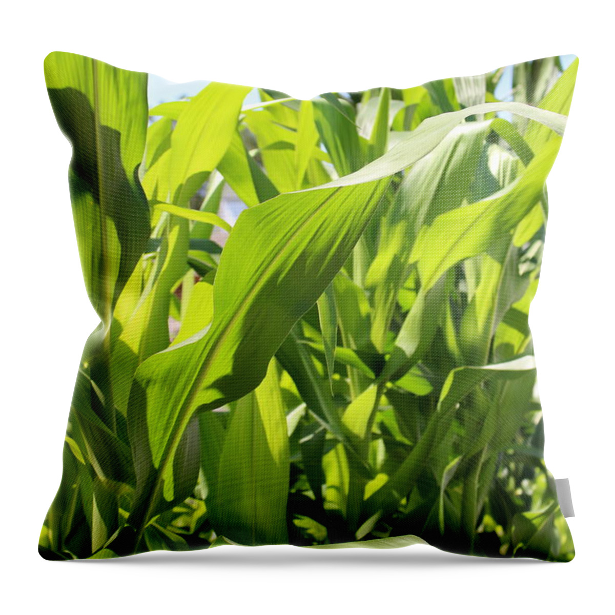 Sweet Corn Throw Pillow featuring the photograph Sweet Corn by Barbra Telfer