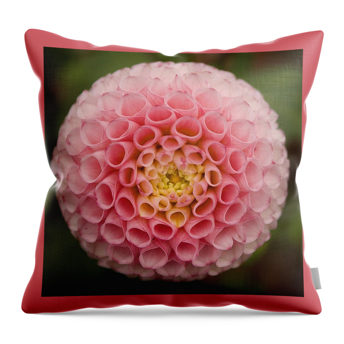 Symmetry Throw Pillow featuring the photograph Symmetrical Dahlia by Brian Eberly