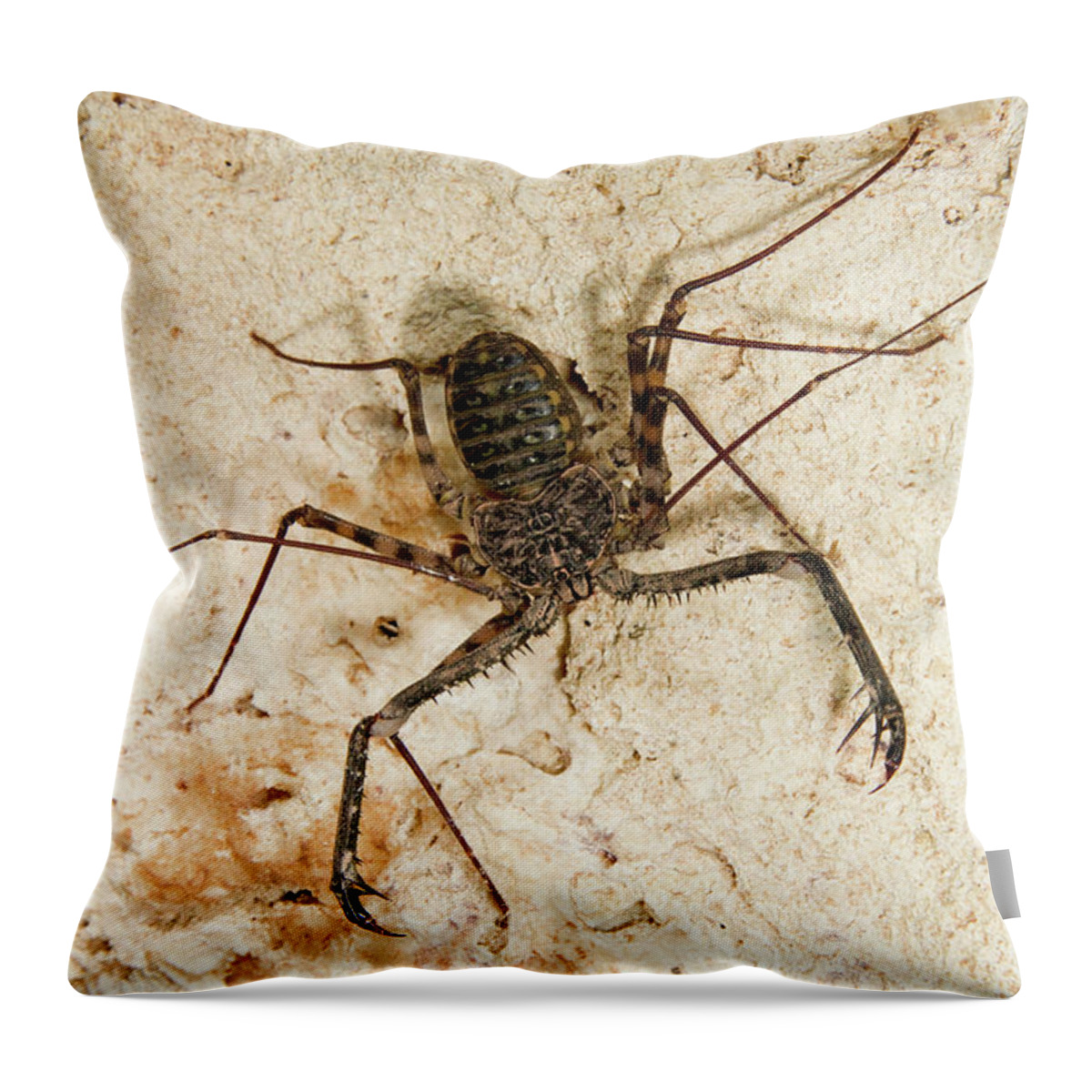 Africa Throw Pillow featuring the photograph Tailless Whip Scorpion by Ivan Kuzmin