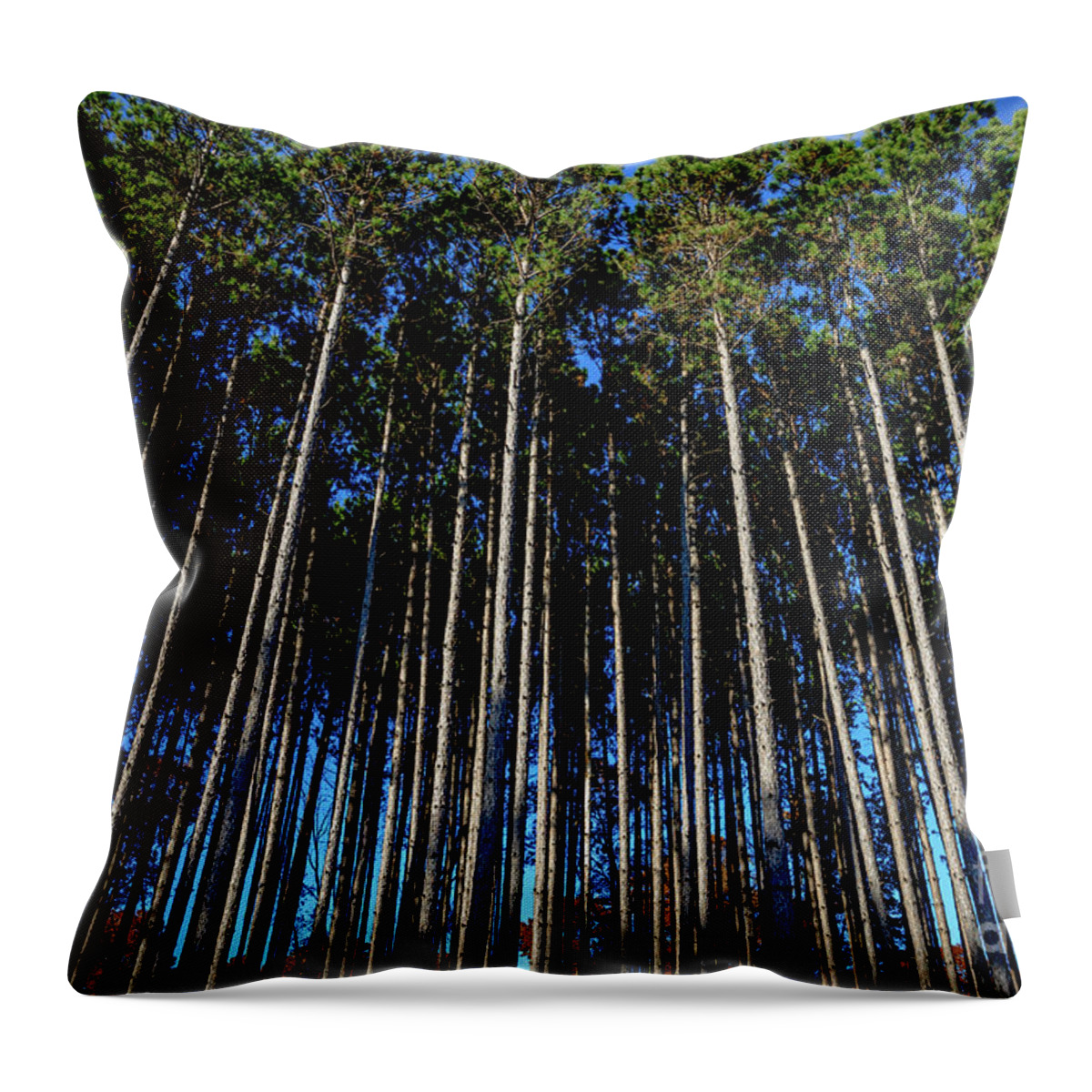 Pines Throw Pillow featuring the photograph Tall Pines by Debra Kewley