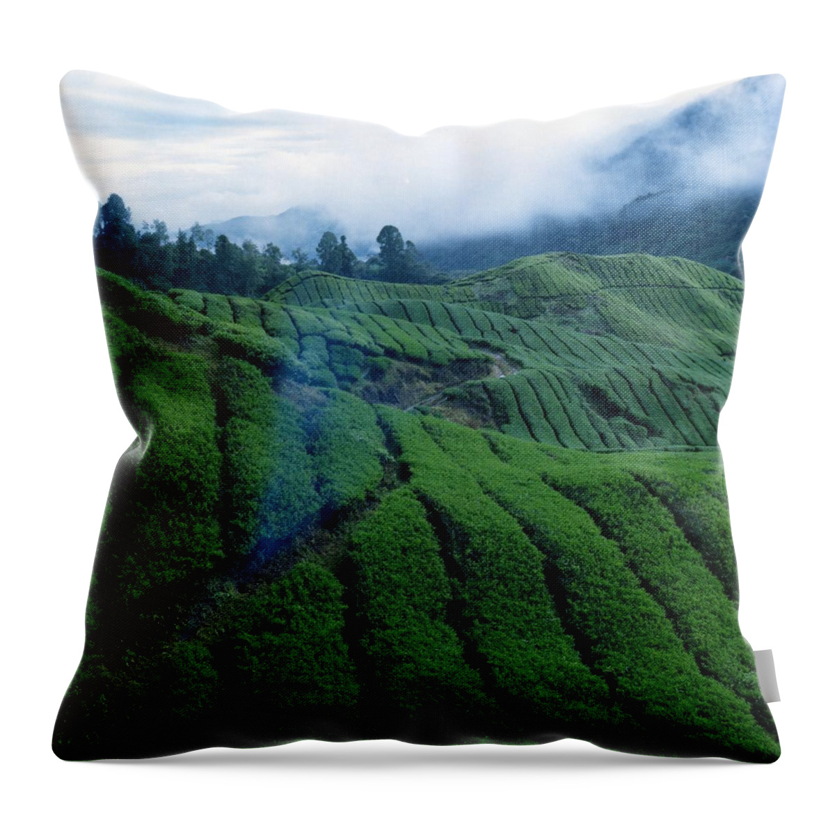 Cameron Highlands Throw Pillow featuring the photograph Tea Plantation In Fog by Asrul Sani