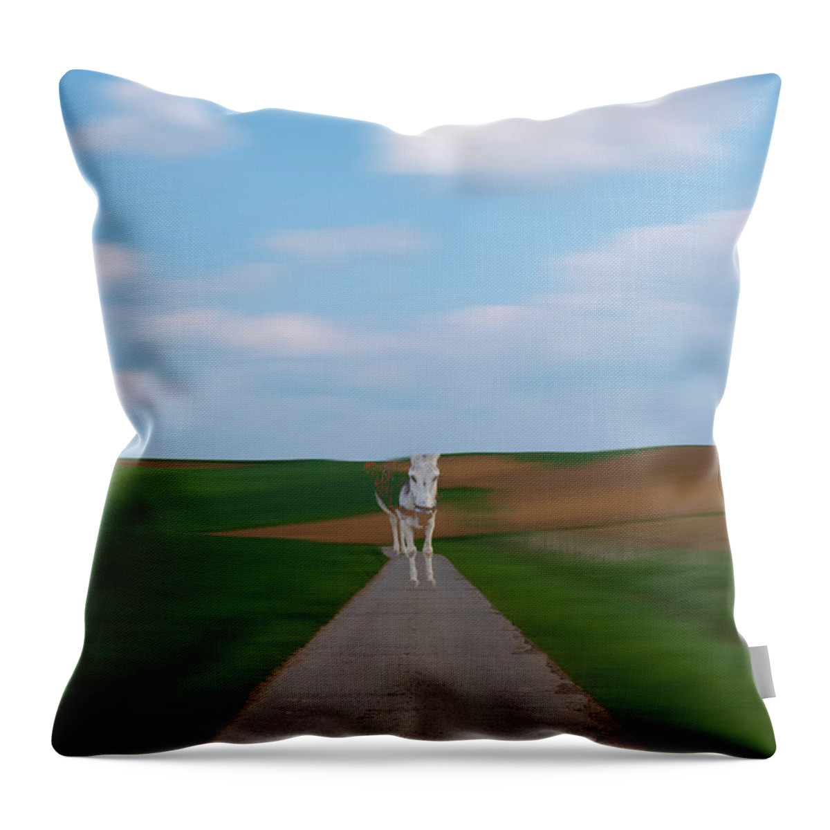 Abstract Throw Pillow featuring the photograph The Approaching Donkey by Rabiri Us