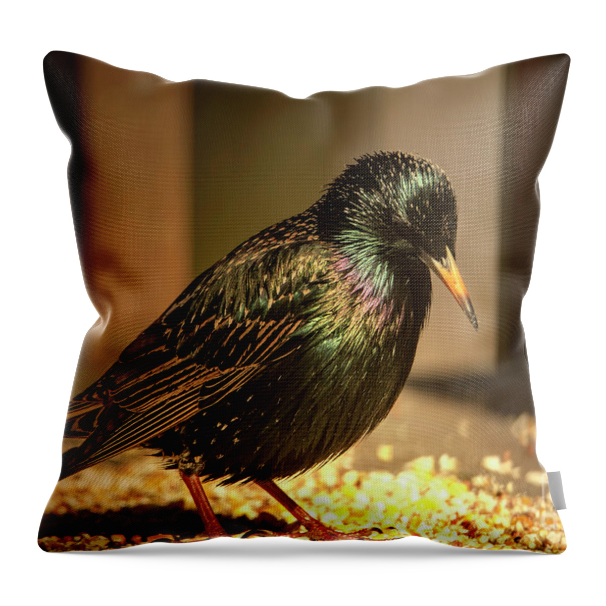 Bird Throw Pillow featuring the photograph The Bright Shinny Starling Bird by Sandra J's