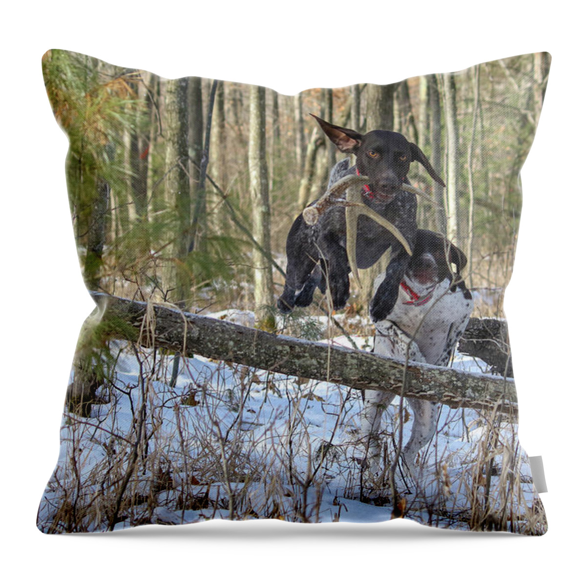 Gsp Throw Pillow featuring the photograph The Chase is On by Brook Burling