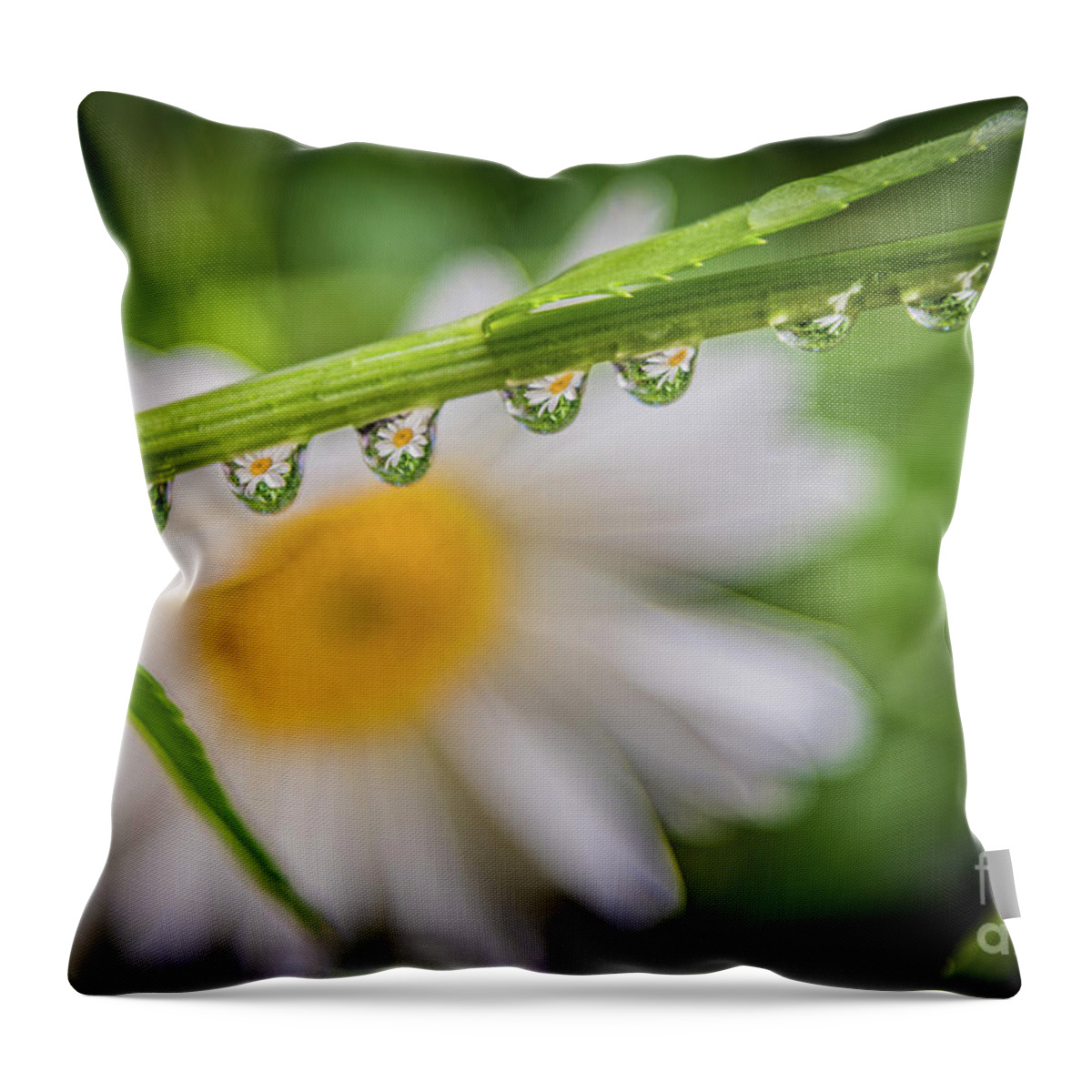 Daisy Chain Throw Pillow featuring the photograph The Daisy Chain by Melissa Lipton