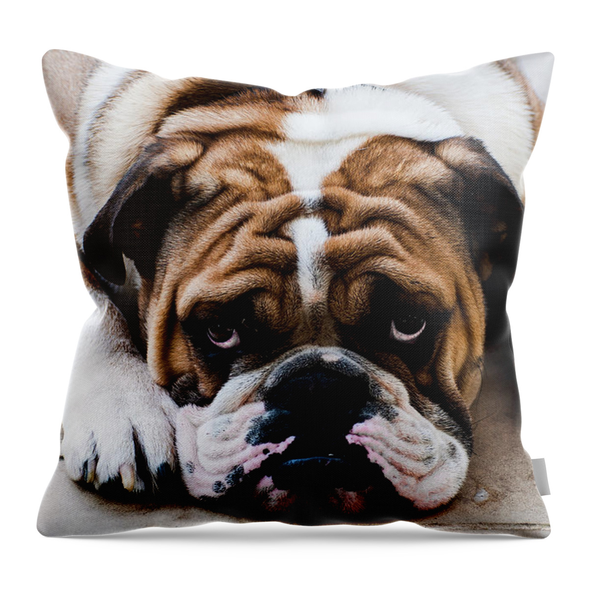 Pets Throw Pillow featuring the photograph The English Bulldog by Romeo Banias