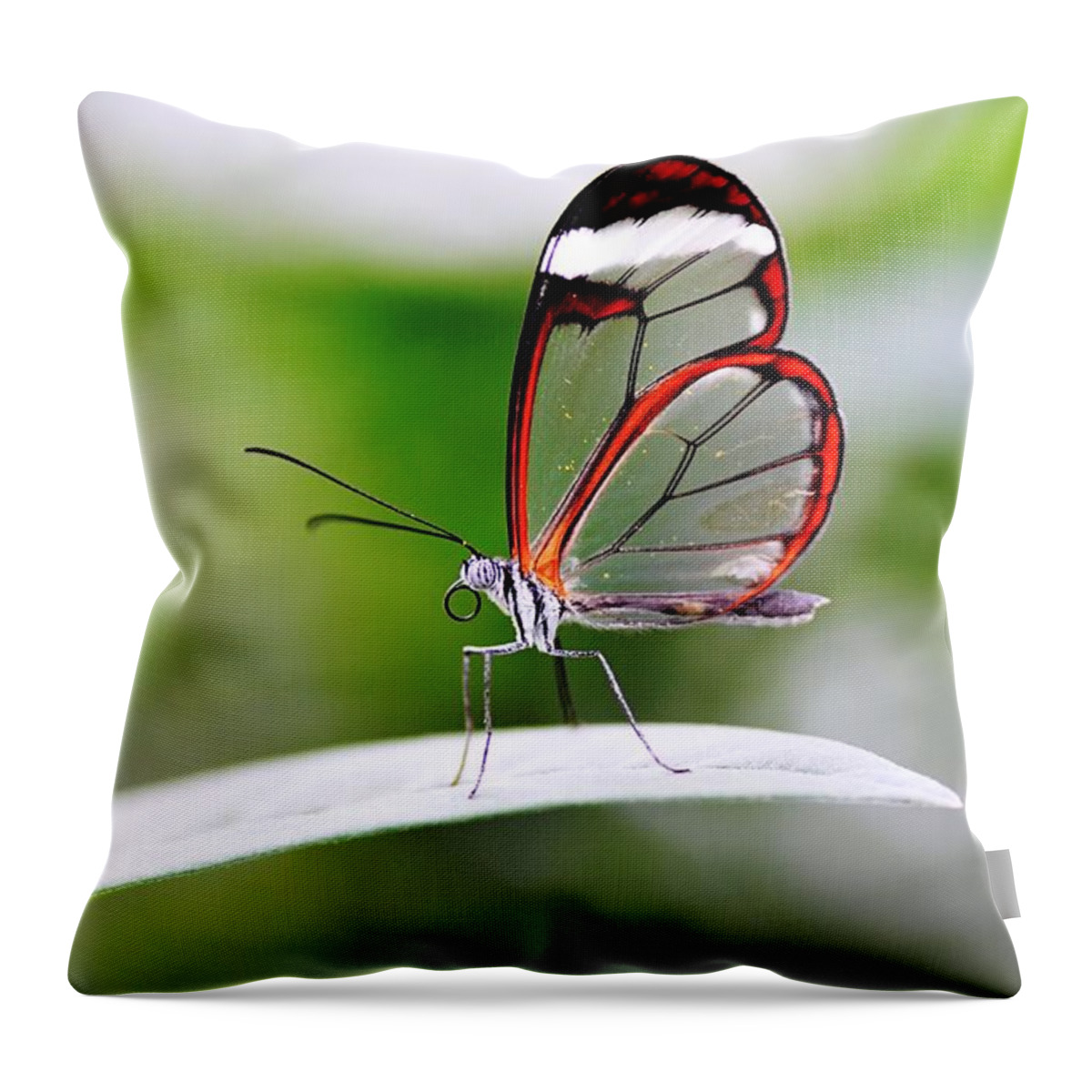 Animal Themes Throw Pillow featuring the photograph The Glasswinged Butterfly by Pallab Seth