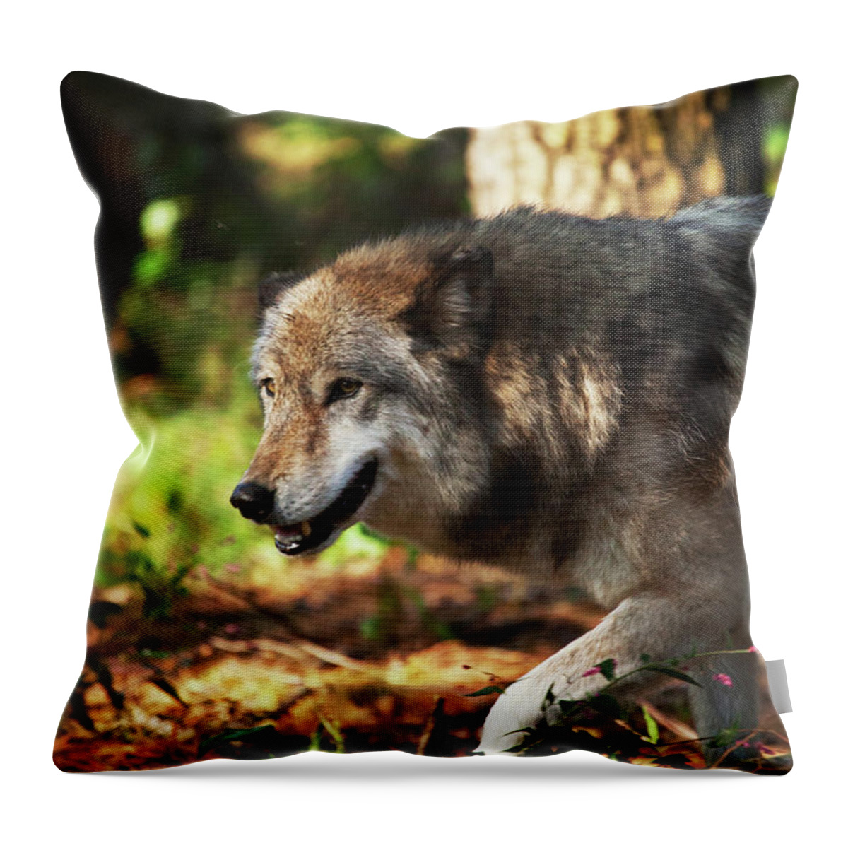 Wolf Throw Pillow featuring the photograph The Gray Wolf by Karol Livote