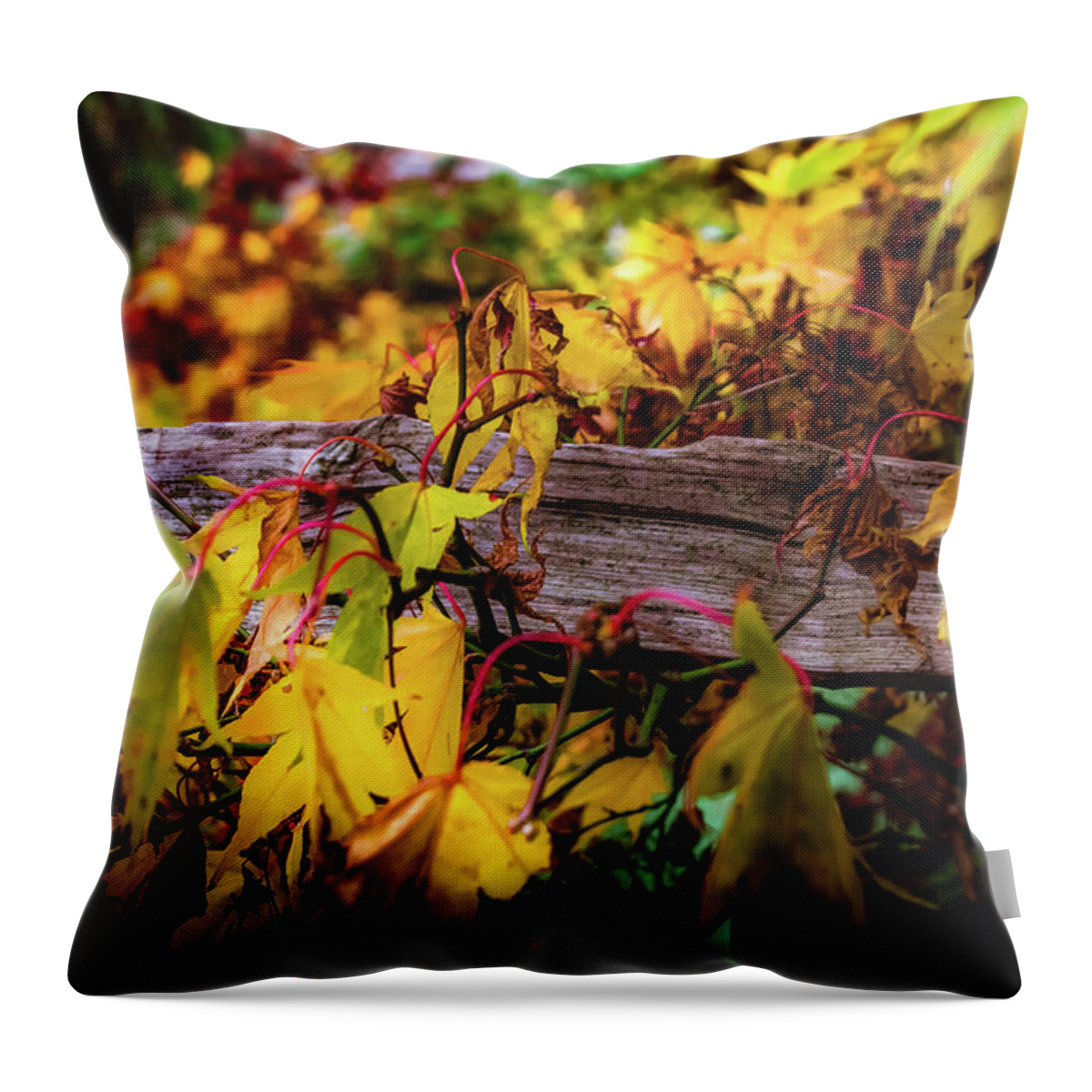Tree Throw Pillow featuring the photograph The Joy of Acers by Christopher Maxum