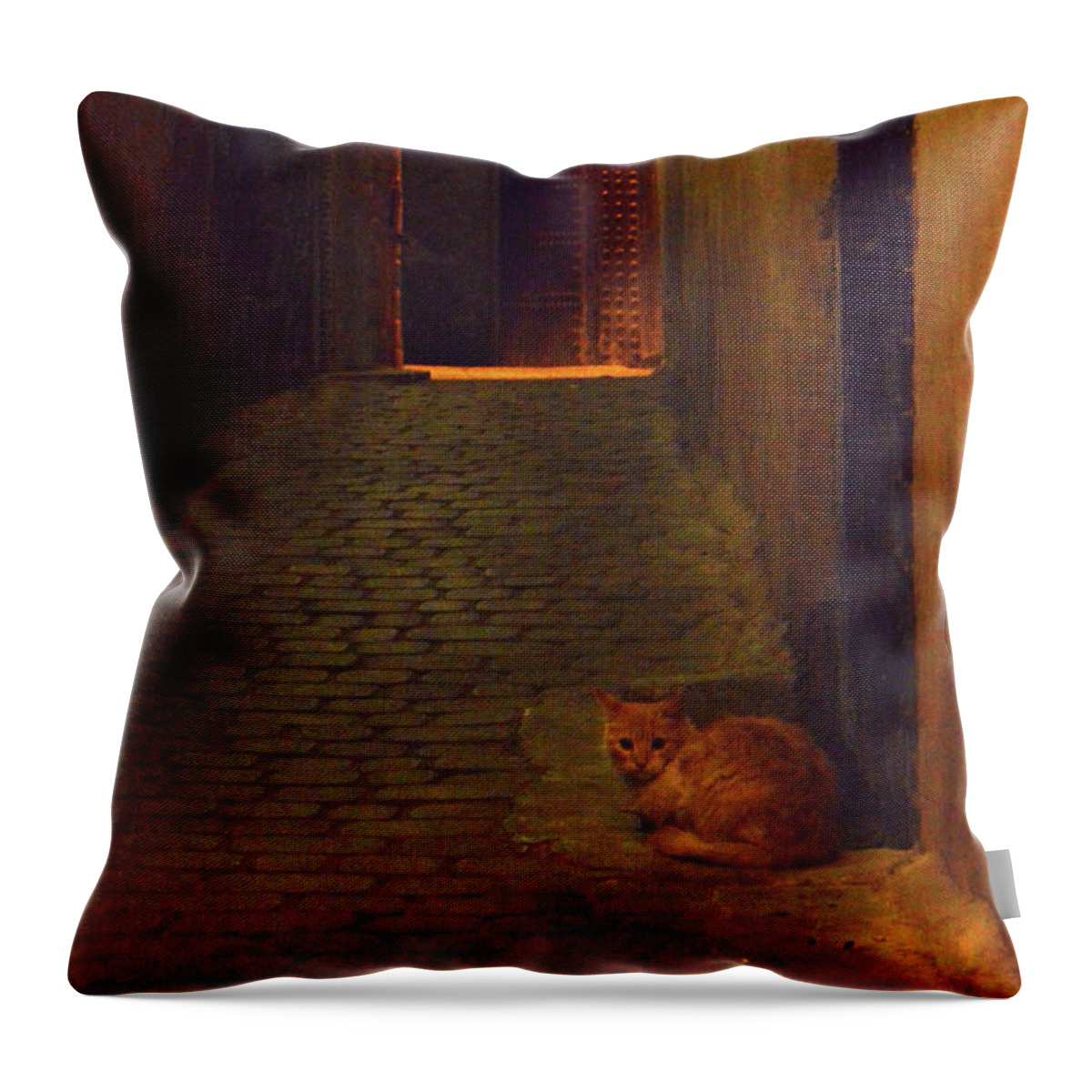 Cat Throw Pillow featuring the photograph The night gatekeeper of Fez by Yavor Mihaylov