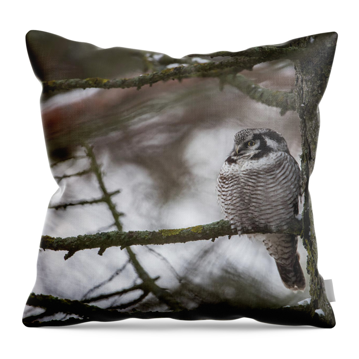 Northern Hawk Owl Throw Pillow featuring the photograph The Northern Hawk Owl perching on a pine branch in the wood by Torbjorn Swenelius
