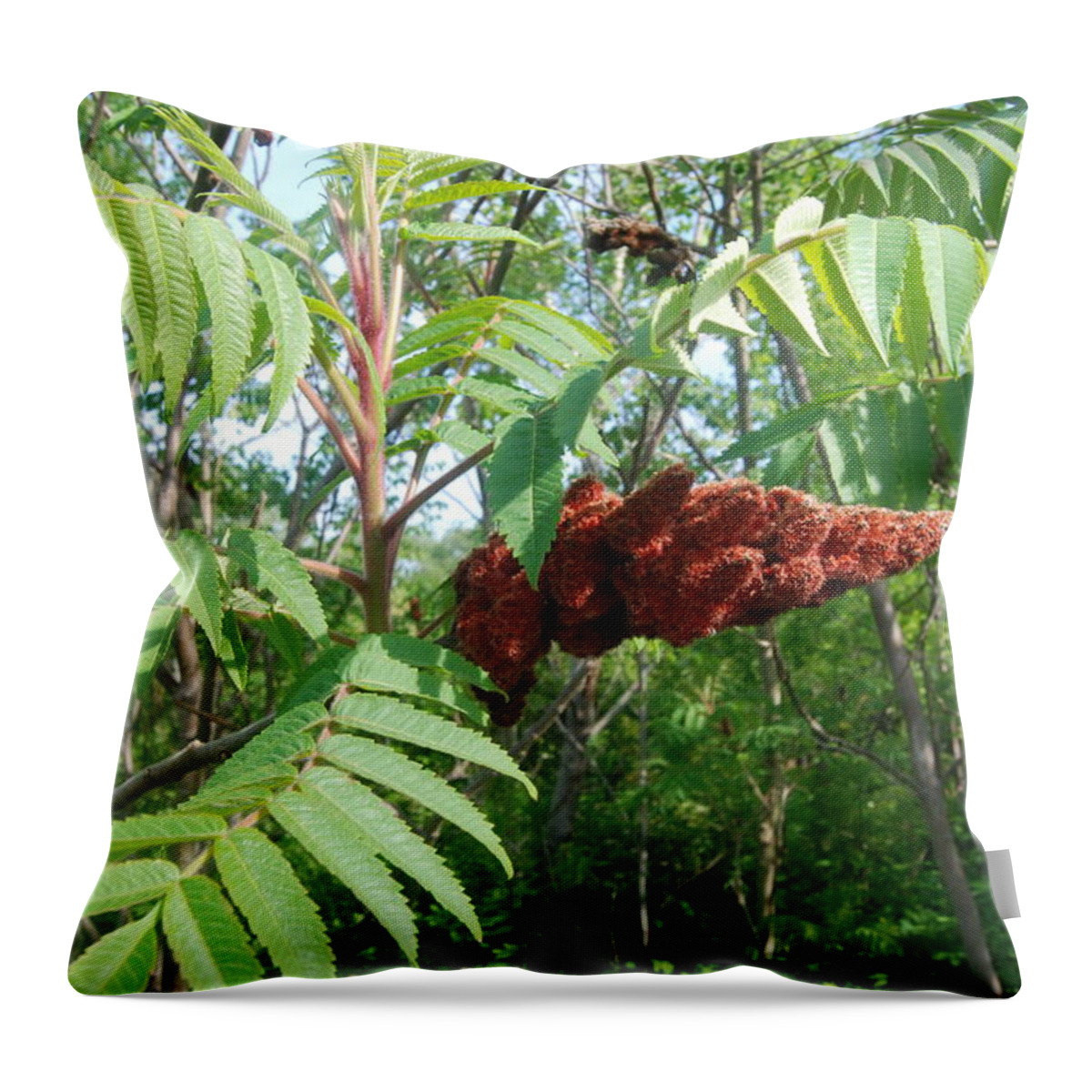 Staghorn Sumac Tree Throw Pillow featuring the photograph The Staghorn Sumac Tree by Ee Photography