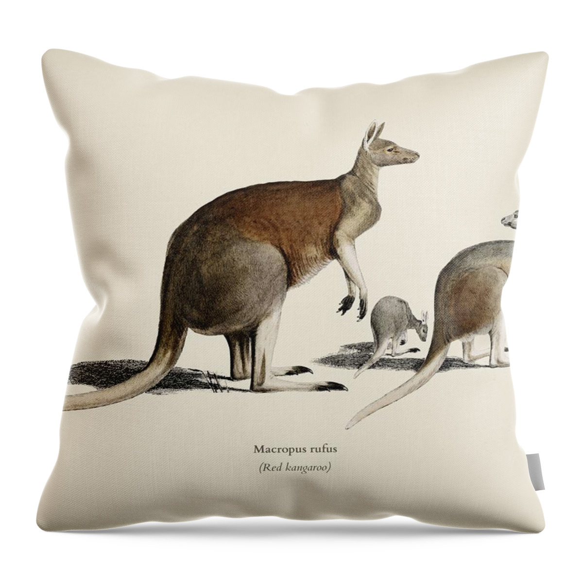 Marsupial Throw Pillow featuring the painting The red kangaroo Macropus rufus illustrated by Charles Dessalines D Orbigny 1806 1876 2 by Celestial Images