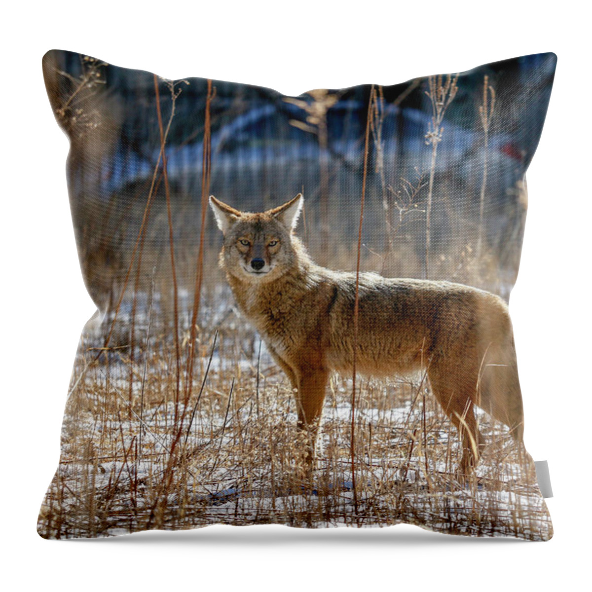 Coyote Throw Pillow featuring the photograph The Streeterville Coyote by Todd Bannor