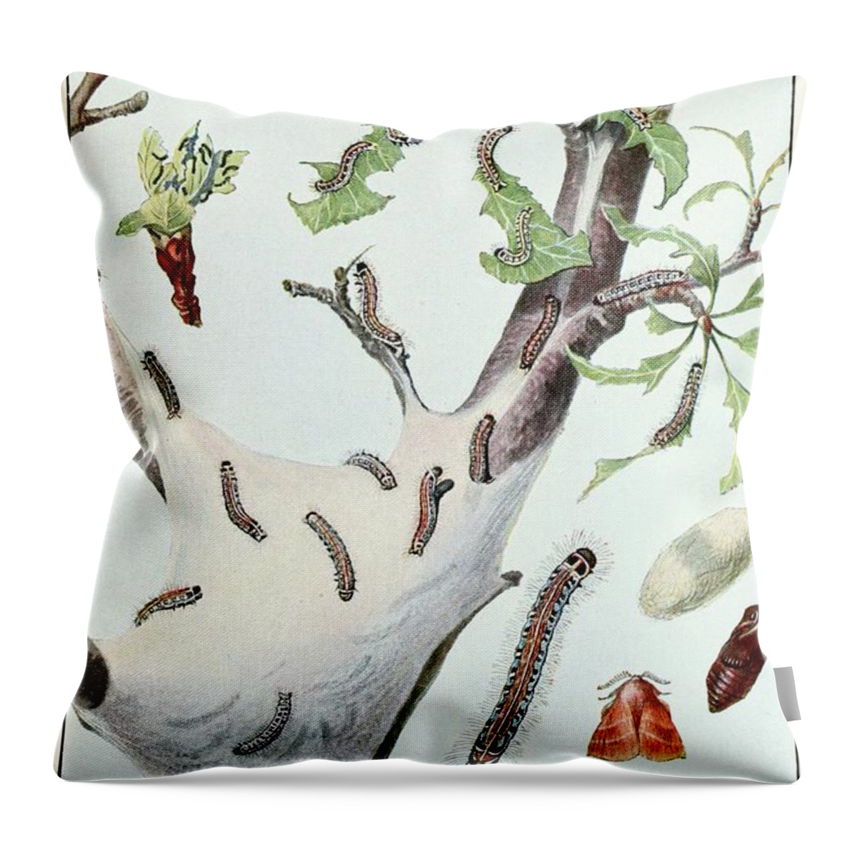 Illustration Throw Pillow featuring the painting The Tent Caterpillar by Robert Evans Snodgrass