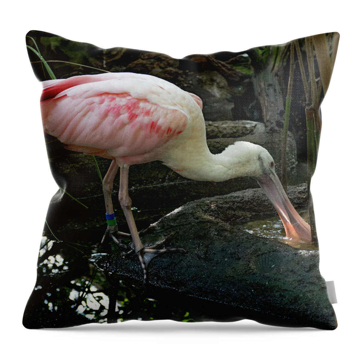 Bird Throw Pillow featuring the photograph Thirsty Spoonbill by Margaret Zabor