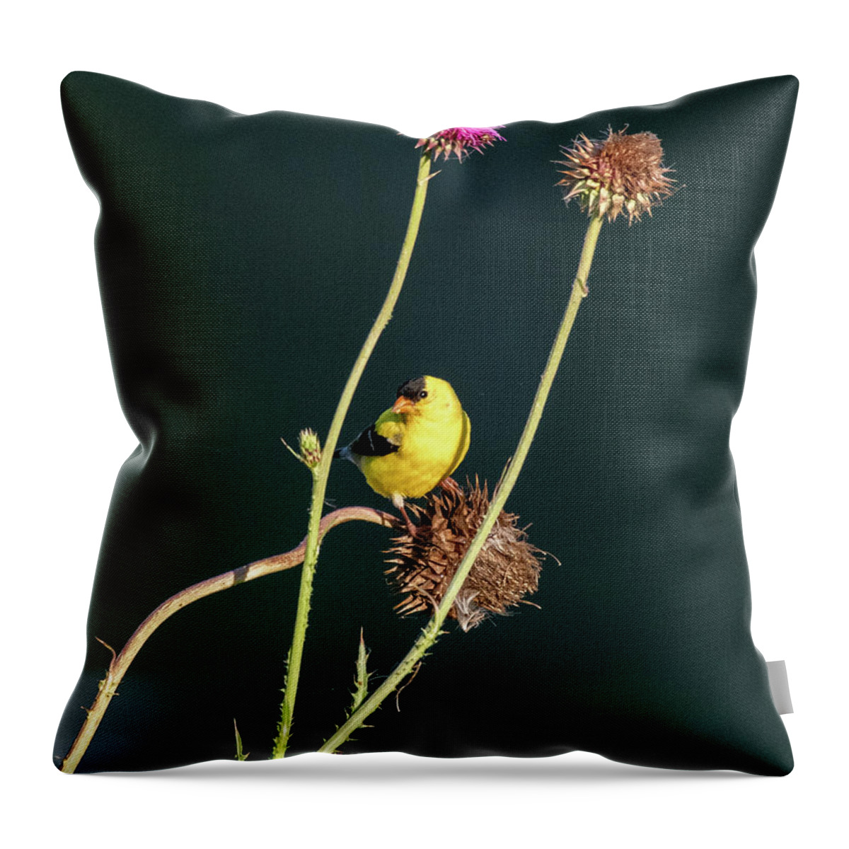 American Goldfinch Throw Pillow featuring the photograph Thistle Love by Marcy Wielfaert