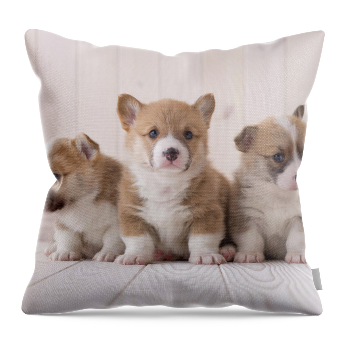 Pets Throw Pillow featuring the photograph Three Pembroke Welsh Corgi Sitting On by Mixa