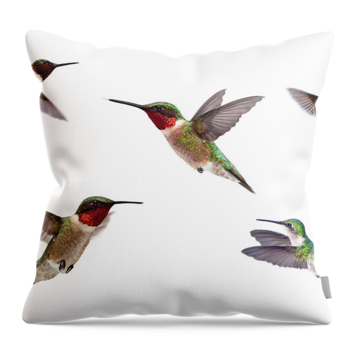 White Background Throw Pillow featuring the photograph Three Ruby Throated Hummingbirds by Cglade