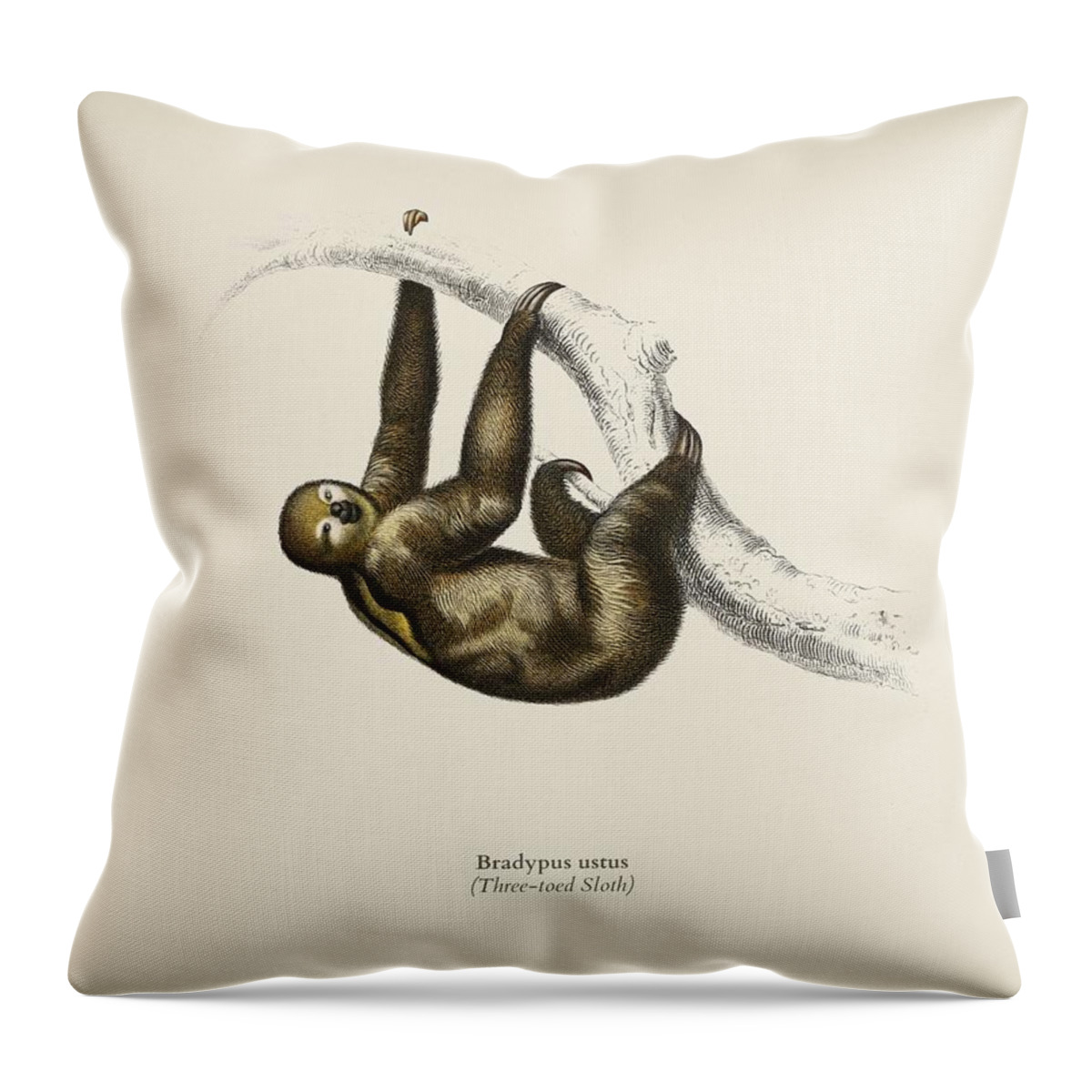 Sloth Throw Pillow featuring the painting Three-toed Sloth Bradypus ustus illustrated by Charles Dessalines D Orbigny 1806 1876 2 by Celestial Images