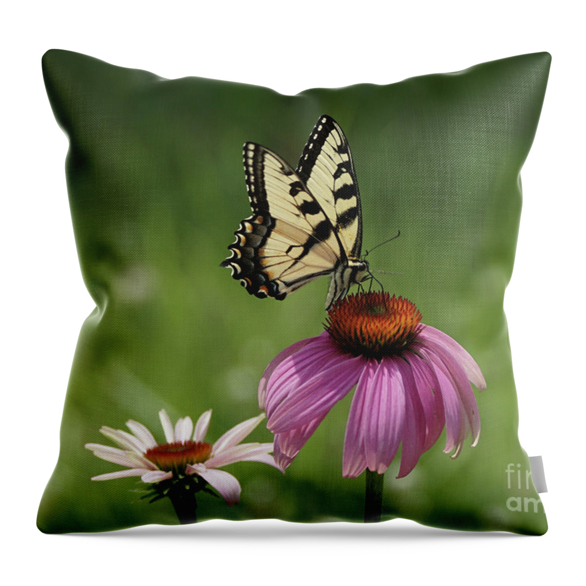 Butterfly Throw Pillow featuring the photograph Tiger Swallowtail Butterfly and Coneflowers by Robert E Alter Reflections of Infinity